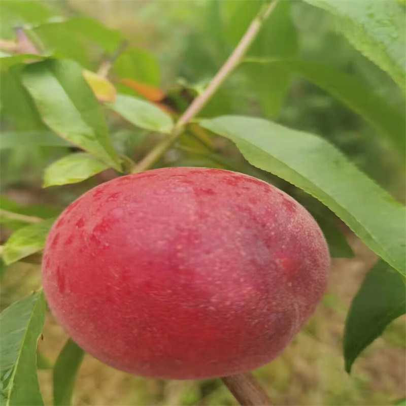 Melocotón De Miel