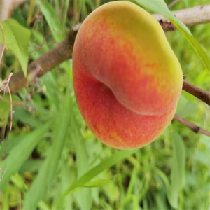 rosquilla de melocotón